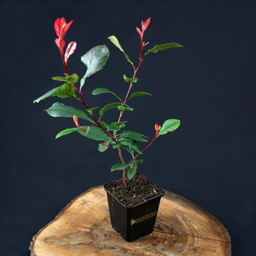 24 Stück Photinia 'Little Red Robin' von Intragarten | immergrüne und winterharte Zwerg-Glanzmispel im 9 cm Topf