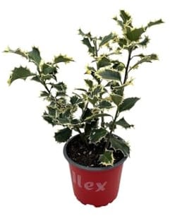 Vivaio Garden Forest Ilex aquifolium Argenteomarginata Vaso 18 H40cm | Agrifoglio variegato sempreverde, Foglie verde scuro bordate bianco/giallo, Rustico fino a -20°C, Ideale per siepi e giardino