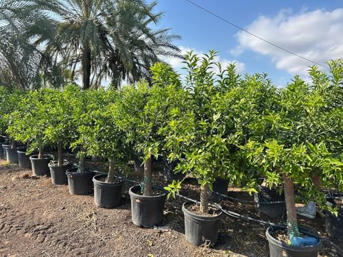 Sunny Tree – Mandarinenbaum Citrus reticulata – 20 Jahre alt, 180 cm hoch – Obstbaum für Garten und Terrasse