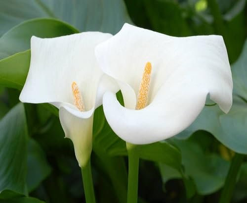 100 graines de fleurs de lys calla blanches