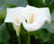 100 graines de fleurs de lys calla blanches