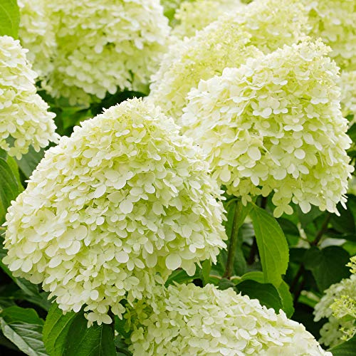 Rispenhortensie Limelight winterhart - Hortensie, 5L Topf | Winterharte Rispenhortensie in limettengrün bis rosa - pflegeleichte Gartenhortensie, blüht Sommer bis Herbst, mehrjährig