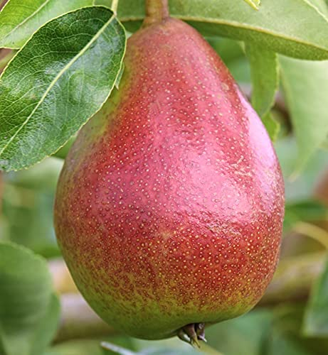 Gute Luise, kleinbleibender Birnenbaum, Pyrus communis, 120-140cm im Topf