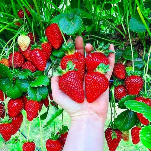 GrunerGarten Erdbeerpflanzen 10 Stück, Erdbeeren zum Auspflanzen Typ ‘Kent’, Pflanzen Mehrjährig und Mittelfrüh, Sehr Frosthart, Einfach zu kultivieren, Pflanze Frigo, Strawberries Seedling