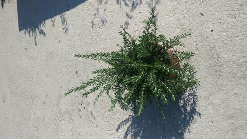 PIANTA DI ROSMARINO PROSTRATO vaso 18 cm