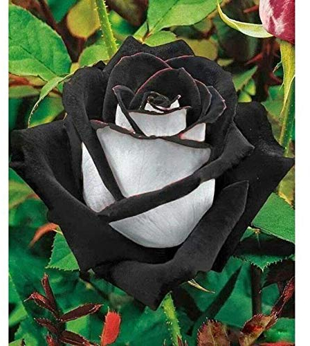 Generische frische 100 Stück Rosen Blumen SAMEN zum Pflanzen Schwarz Weiß