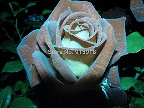 200 pc/sacchetto - Rose cioccolato, menta Rosa semina - Semi Bonsai fiore pianta