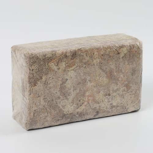 Ciberate Mousse de sphaigne pour terrarium, idéale pour reptiles, amphibiens, tourbe pour orchidées et plantes d'intérieur, 500 g