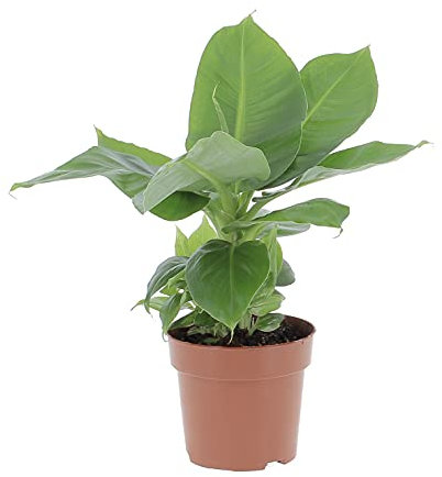 KENTIS - Musa Acuminata Dwarf Cavendish - Banano Pianta Vera da Interno Appartamento - H 35-45 cm Vaso Ø 13 cm
