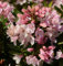Kleinblütiger Rhododendron Bloombux® 25-30cm - Rhododendron micranthum