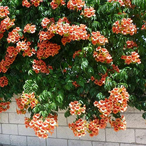 Gardeners Dream Trompetenblume Campsis Radicans - Winterharte Blühende Kletterpflanzen - Ideal als Winterharte Pflanzen für Garten, Winterharte Pflanzen für Balkon & als Winterharte Kübelpflanzen