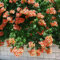Gardeners Dream Trompetenblume Campsis Radicans - Winterharte Blühende Kletterpflanzen - Ideal als Winterharte Pflanzen für Garten, Winterharte Pflanzen für Balkon & als Winterharte Kübelpflanzen