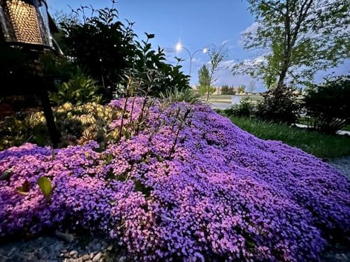 10000+semi di timo strisciante copertura del terreno, semi di fiore perenne non OGM, Hardy Thymus Serpyllum, alternativa phlox per paesaggistica e giardini percorsi (viola)