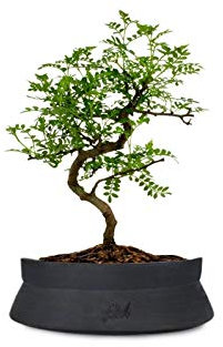 Pepe Bonsai Altezza 30 cm, Pianta Vera, Pianta da Interno, Vaso Artigianale di Terracotta- Nero Space