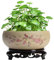 SMELEYOU Lotus Pflanze Blumenschale in Wasser im Innenbereich chinesischer Keramik Lotus SchüSsel Lotusblume Pflanzer mit Ständer Hydroponic Bonsai Schale für Bürogarten Innen im Freien (Rosa)