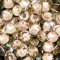 Little Snow Direct® Pack of 1000 Resin Crystal Flat Back Rhinestones Diamante Gems Nail Art & Crafts (Golden Shadow, 6mm)