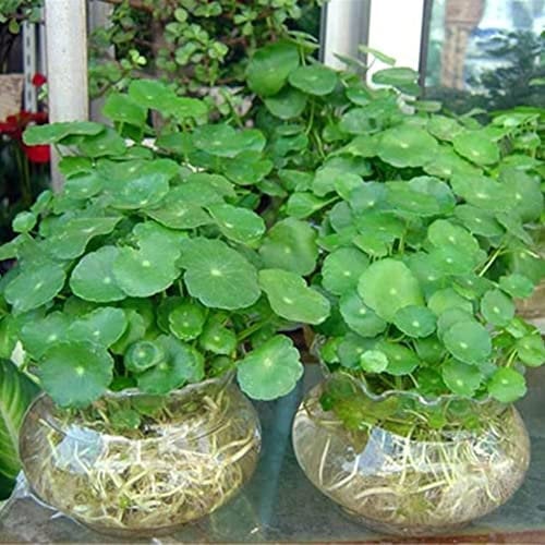 Haloppe 50Pcs Dichondra Pistia Piante Semi per la casa Giardino Piantare, Dichondra Pistia Semi Giardino Stagno Pianta Piscina Acquario Serbatoio Decor Semi di Pistia