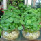 Haloppe 50Pcs Dichondra Pistia Piante Semi per la casa Giardino Piantare, Dichondra Pistia Semi Giardino Stagno Pianta Piscina Acquario Serbatoio Decor Semi di Pistia