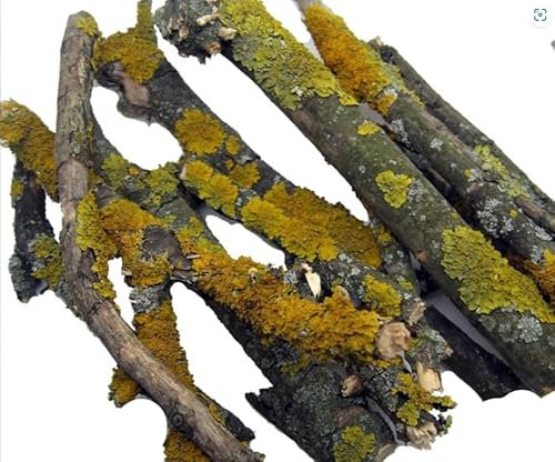 Äste mit Flechten | 400g | Dekoration | Terrariumeinrichtung | 9-12 Stück |Paket mit Verschiedene Längen | 15-40cm gemischt