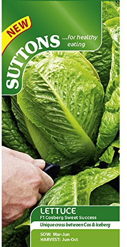 Suttons Seeds F1 Lettuce Cosberg Sweet Success Seeds