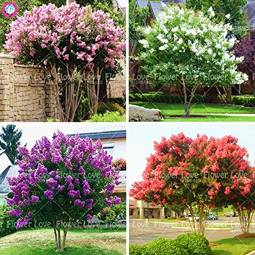 100pcs Kreppmyrte - Lagerstroemia Indica ‚Natchez‘ Stauden Blumensamen Hof Myrte-Baum-Samen-Hausgarten-Werk 1