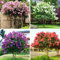 100pcs Kreppmyrte - Lagerstroemia Indica ‚Natchez‘ Stauden Blumensamen Hof Myrte-Baum-Samen-Hausgarten-Werk 1