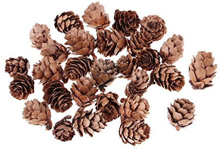 Nigoz 30 piccole pigne essiccate naturali per decorazioni per albero di Natale, vaso, ciotola, riempitori, lavori artigianali o artigianato, decorazioni natalizie, durevoli e utili, di buona qualità