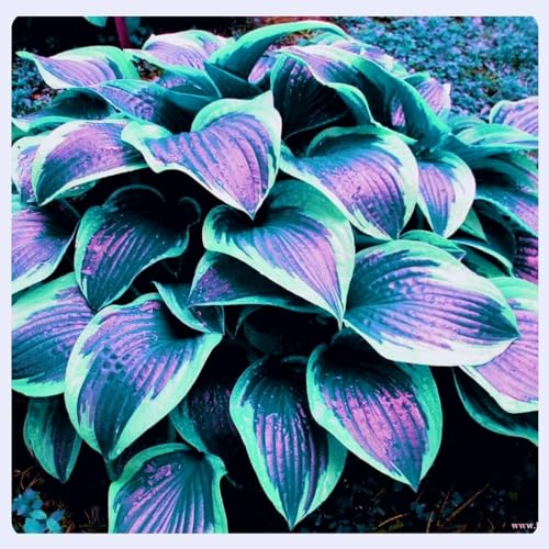Hosta zwiebeln Hardy perennial funkien Hosta pflanze Hosta pflanze winterhart Hardy funkien