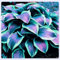 Hosta zwiebeln Hardy perennial funkien Hosta pflanze Hosta pflanze winterhart Hardy funkien