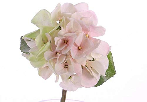 artplants.de Künstliche Mini Hortensie CHIDORI, Creme - rosa, 30cm, Ø 13cm - Kunsthortensie - Künstliche Blume