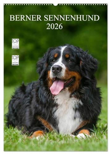 Berner Sennenhund 2026 (Wandkalender 2026 DIN A2 hoch), CALVENDO Monatskalender: Berner Sennenhunde auf 13 wundervollen Fotos (CALVENDO Tiere)