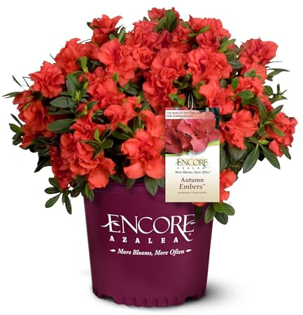 Encore Azalea 1 Gal. Autumn Embers Azalea Shrub
