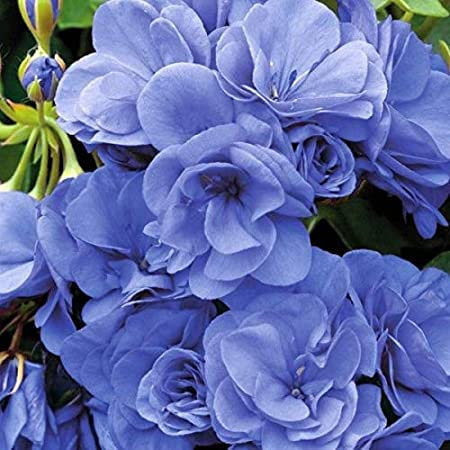 Promoción azul rara Geranios Semillas de Plantas Raras Pelargonium perenne del jardín de flores de geranio Bonsai Semillas 10pcs bolsa 15