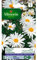 Vilmorin - Sachet graines Grande marguerite Margo