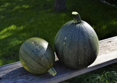 Tatume Kürbis - Squash - 20+ Samen Saatgut - Rounde Zucchini - Gemüsesamen C 063