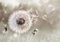 decomonkey Fototapete Pusteblume Natur 350x256 cm Tapete Fototapeten Vlies Tapeten Vliestapete Wandtapete moderne Wand Wandbild Schlafzimmer Wohnzimmer Blumen Löwenzahn Beige Pflanzen Abstrakt
