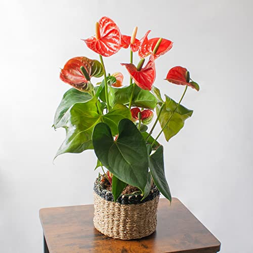 SMPLY. | Planta Anthurium Rojo Natural Viva Grande | Altura Aproximada 70 cm | Anturio de Interior muy Decorativo | Ideal para el Hogar o para Regalar | En maceta