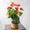 SMPLY. | Planta Anthurium Rojo Natural Viva Grande | Altura Aproximada 70 cm | Anturio de Interior muy Decorativo | Ideal para el Hogar o para Regalar | En maceta