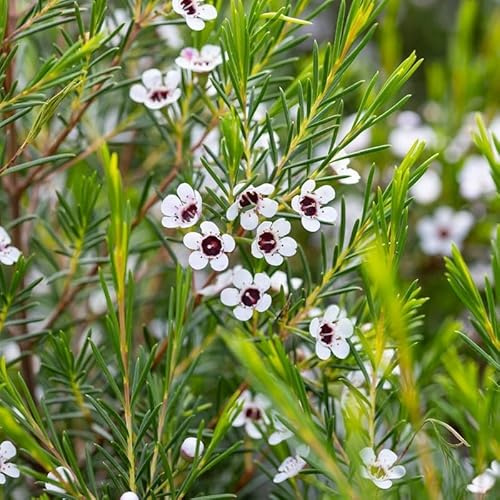 40pz Pianta Wax Flower