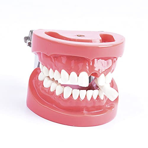 Modèle De Dents Dentaires, Modèle De Dents De Démonstration D'implant, Outils D'enseignement des Dents Dentaires Standard Amovibles avec Tournevis pour Enfants, Étudiants en Dentaire, Éducat