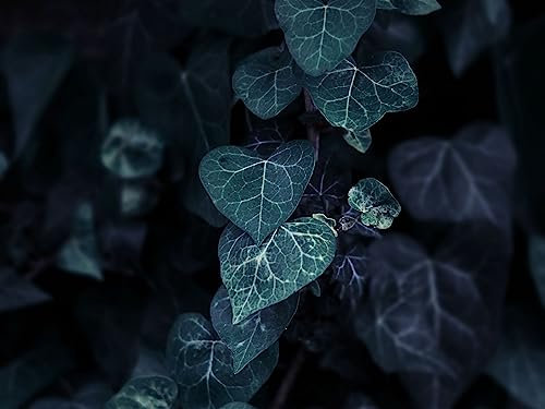 THISIT Adults' Paint-by-Number Kits on Canvas - Paint by Numbers,Leaves,Plant,climbing-16 x20 DIY Wooden Frame