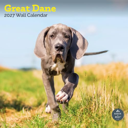 Baker and Bray Deutsche Dogge Kalender 2026, große quadratische Wand, 16 Monate, Dogge Geschenk Hundekalender