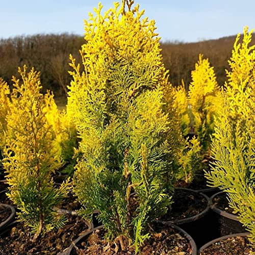 Pianta vera di Thuja orientalis Pyramidalis Aurea - Diametro Vaso Ø 24 cm