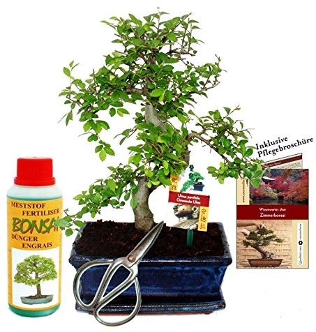 Exotenherz - Geschenkset Bonsai Ulmus - Chinesische Ulme - ca. 8 Jahre alt - Anfänger-Set