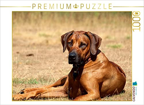 CALVENDO Puzzle EIN Motiv aus dem Kalender Ridgebacks - Hunde aus Afrika | 1000 Teile Lege-Größe 64 x 48 cm Foto-Puzzle für glückliche Stunden