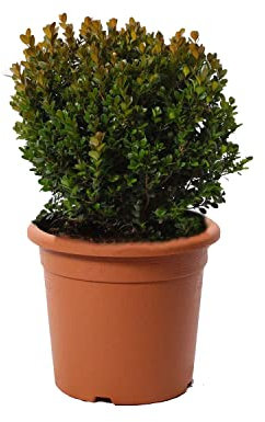 KENTIS - Bosso Sfera Pianta Ornamentale - Buxus Microphylla Faulkner - Piante Vere da Esterno Sempreverdi Resistenti - H 30/40 cm Sfera Ø 25/30 cm Vaso Ø 22 cm