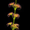 Rotyroya 50 Stück belaubte Sonnentau-Drosera-Samen, einfach zu züchten, Pflanzen, Garten, Balkon, Hinterhof-Dekor Drosera-Samen