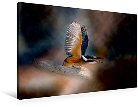 CALVENDO Wunderschöner Eisvogel