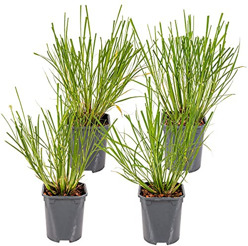 4 Pennisetum Hameln, erba della lampada, erba ornamentale, resistente all'inverno, dimensioni: 13 cm, 15-20 cm