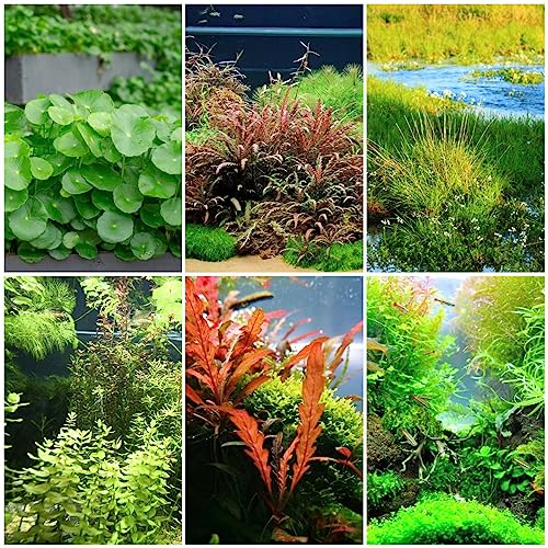 500 pcs wasserpflanzen samen, pflanzensamen kunst pflanzen fürs zimmer Bacopa caroliniana,aquarium samen bodendecker dekopflanzen topfpflanzen exotische pflanzen grüne deko geschenke